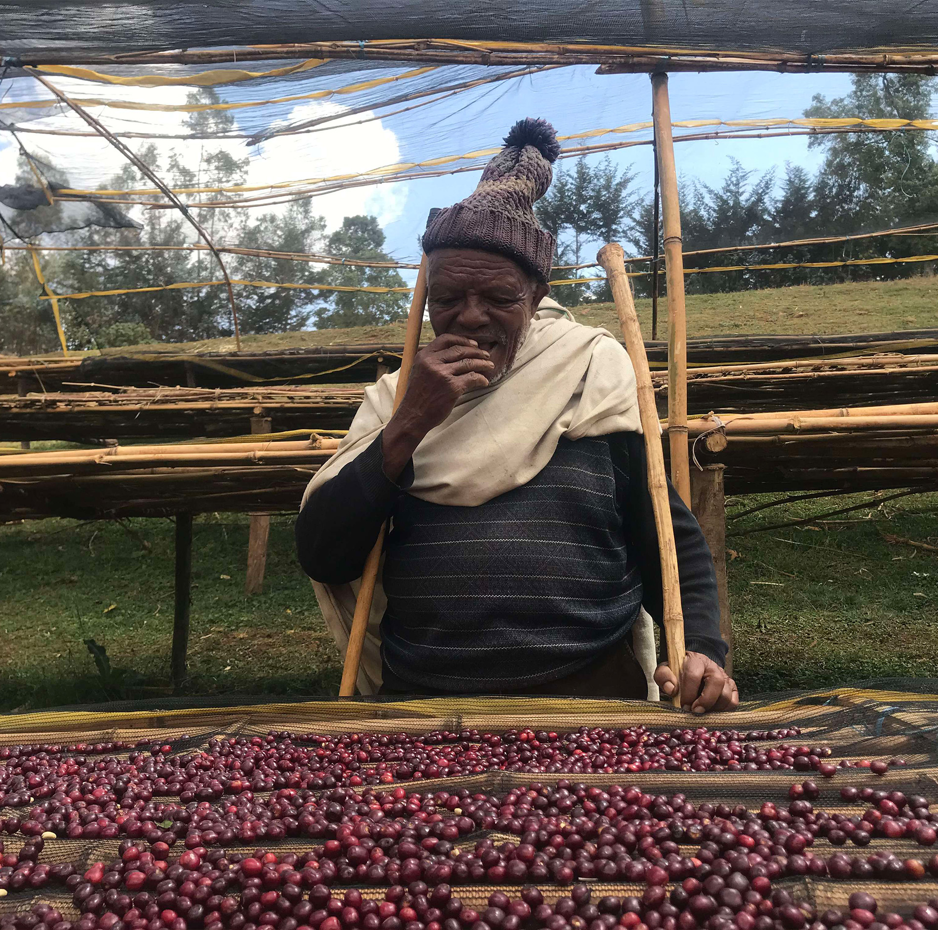 Ethiopian coffee farmer at a raised drying station