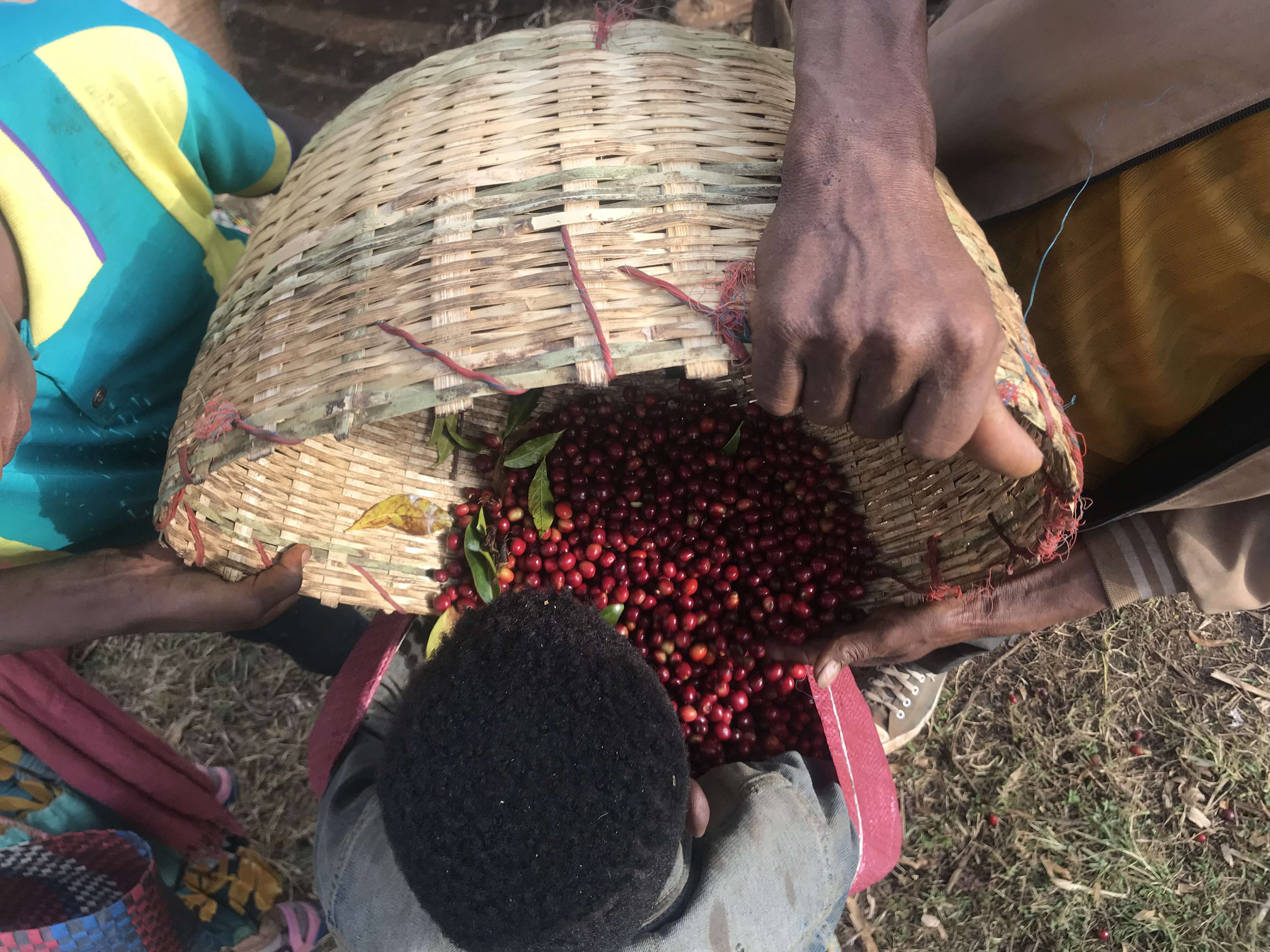 Guji coffee cherries