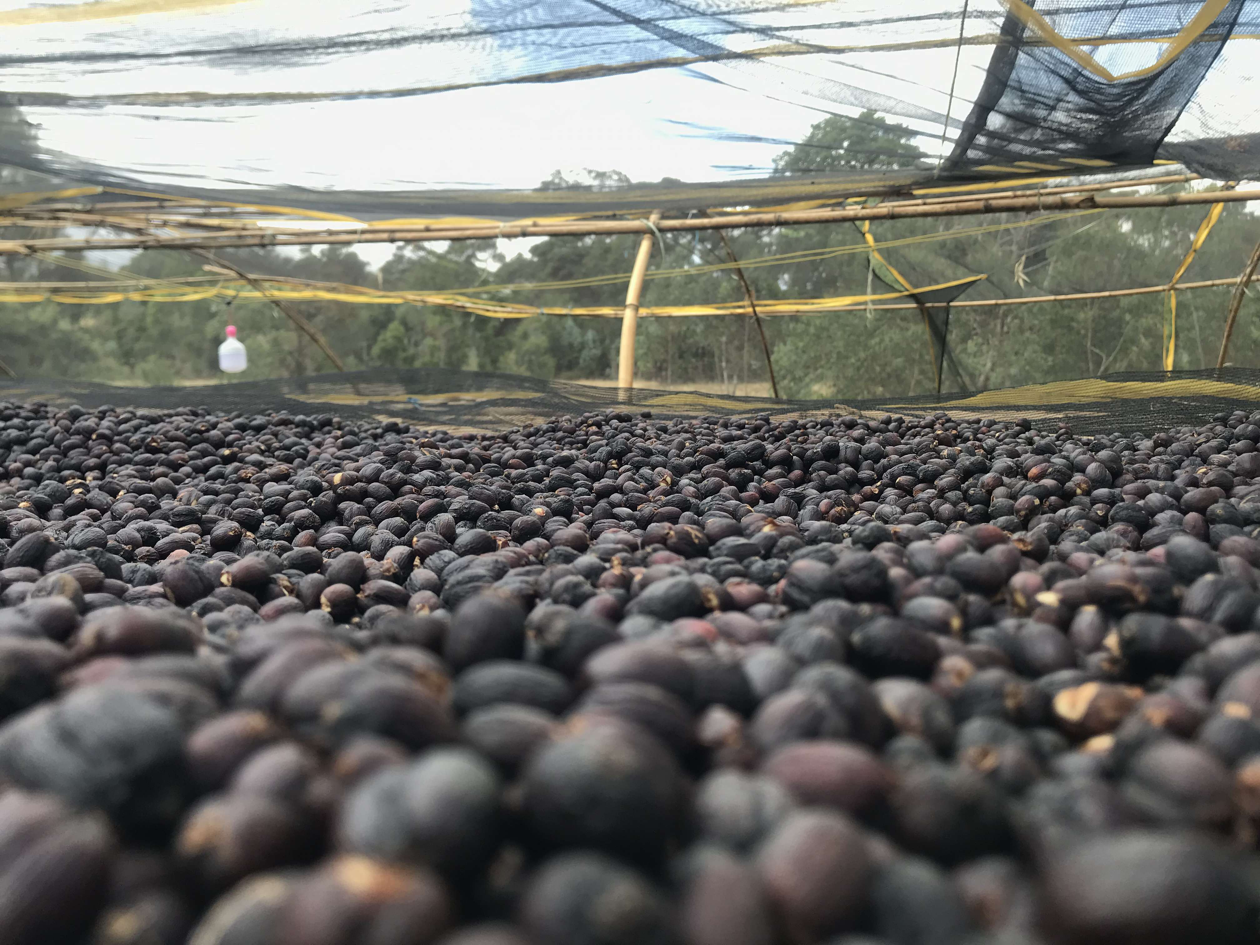 Natural process micro-lot coffee